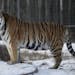 A tiger played in the snow at the Wildcat Sanctuary, Wednesday, January 23, 2013 in Sandstone, MN. (ELIZABETH FLORES/STAR TRIBUNE) ELIZABETH FLORES &#