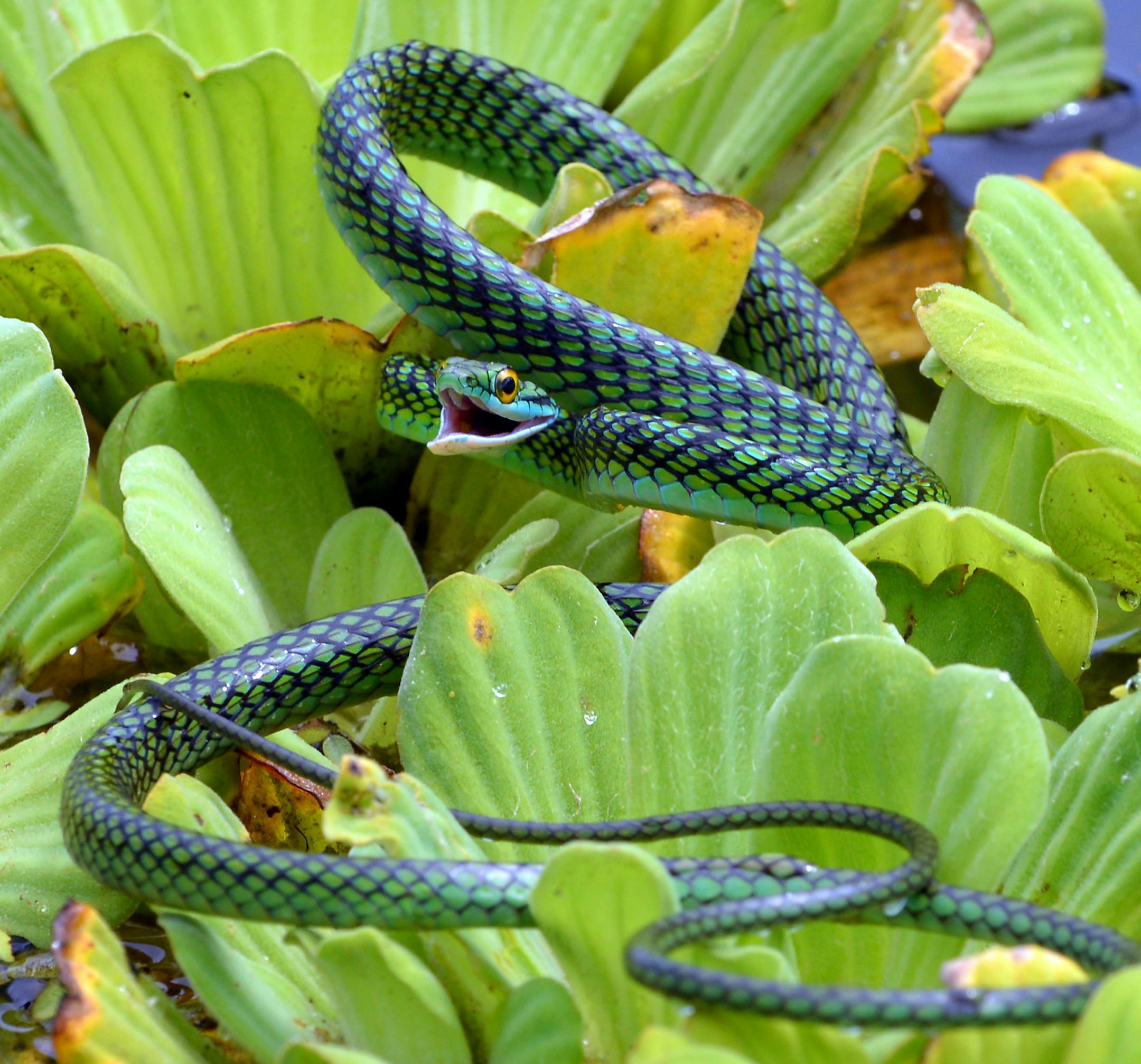 Can I have your name as you would like it to appear in print, and the town in which you live?
Sue Kirchoff, Minneapolis
Where were you when you took this photo? What does it show?
I was in
the Peruvian rainforest, in the Tamshiyacu
Tahuayo Reserve. The photo shows a black-skinned parrot snake in the water lettuce, where it was probably hunting frogs or lizards. Found only in Central and South America, this slender snake is about 24-36 inches long. It is considered "mildly venomous."
What equipme