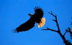 A bald eagle lifts from its perch along the Mississippi River near Wabasha, home of the National Eagle Center.