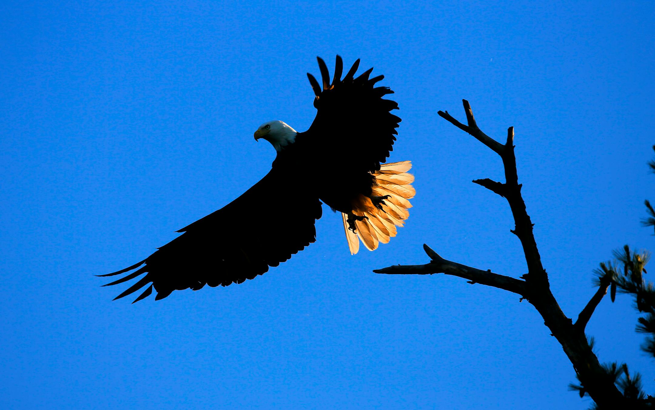 A bald eagle lifts from its perch along the Mississippi River near Wabasha, home of the National Eagle Center.