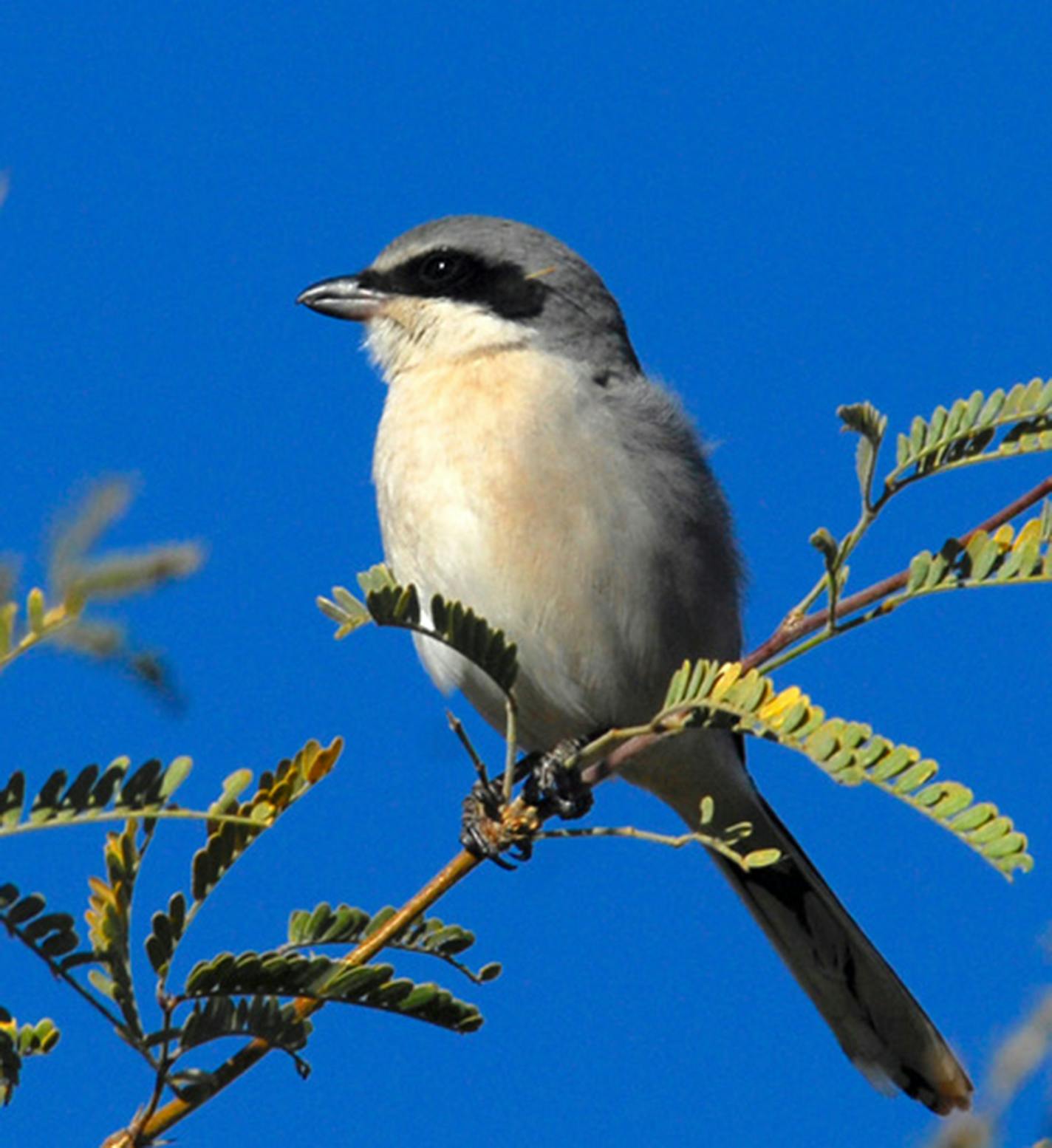 A shrike on the hunt. Jim Williams photo