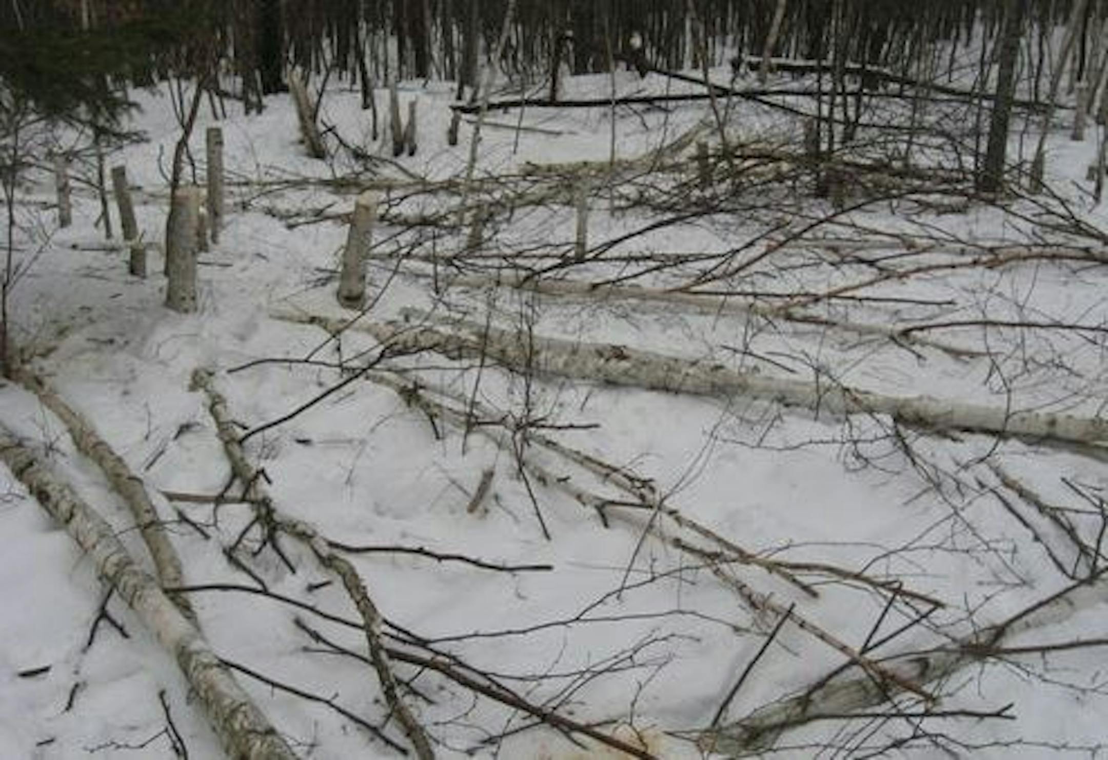 Thieves in Minnesota and Wisconsin have been illegally cutting birch trees in hopes of making a quick buck for logs and limbs that have become a hot commodity in home decorating. This photo shows illegal harvesting in Washburn Co. in Wisconsin.