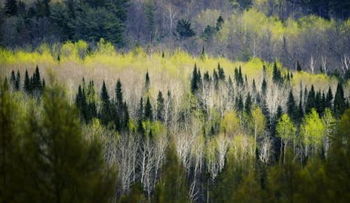 Minnesota's forest north of Park Rapids, a mix of aspen, birch and conifers.