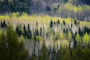 Minnesota's forest north of Park Rapids, a mix of aspen, birch and conifers.