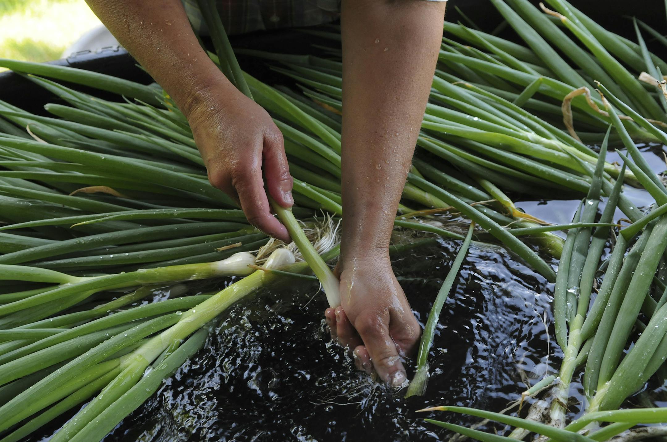 Richard Sennott/Star Tribune. Richard.Sennott@startribune.com Osceola WI. Wednesday 06/01/11 ] The Philadelphia Community Farm is a CSA (community supported agriculture) farm located in Osceola,WI.Kelly Hagenbuch of St Croix Falls, WI. washes green onions.