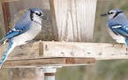 Blue jays keep their distance, even at feeders.