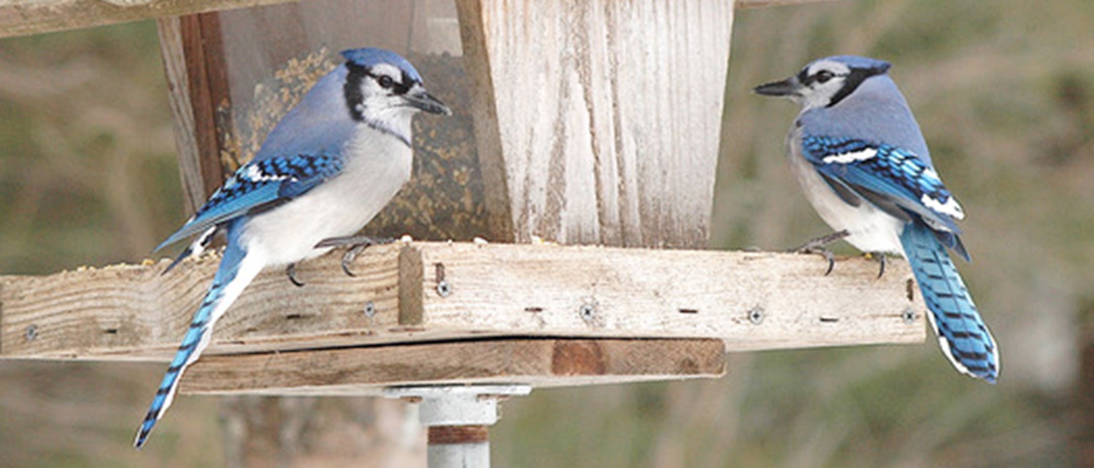 Blue jays keep their distance, even at feeders.