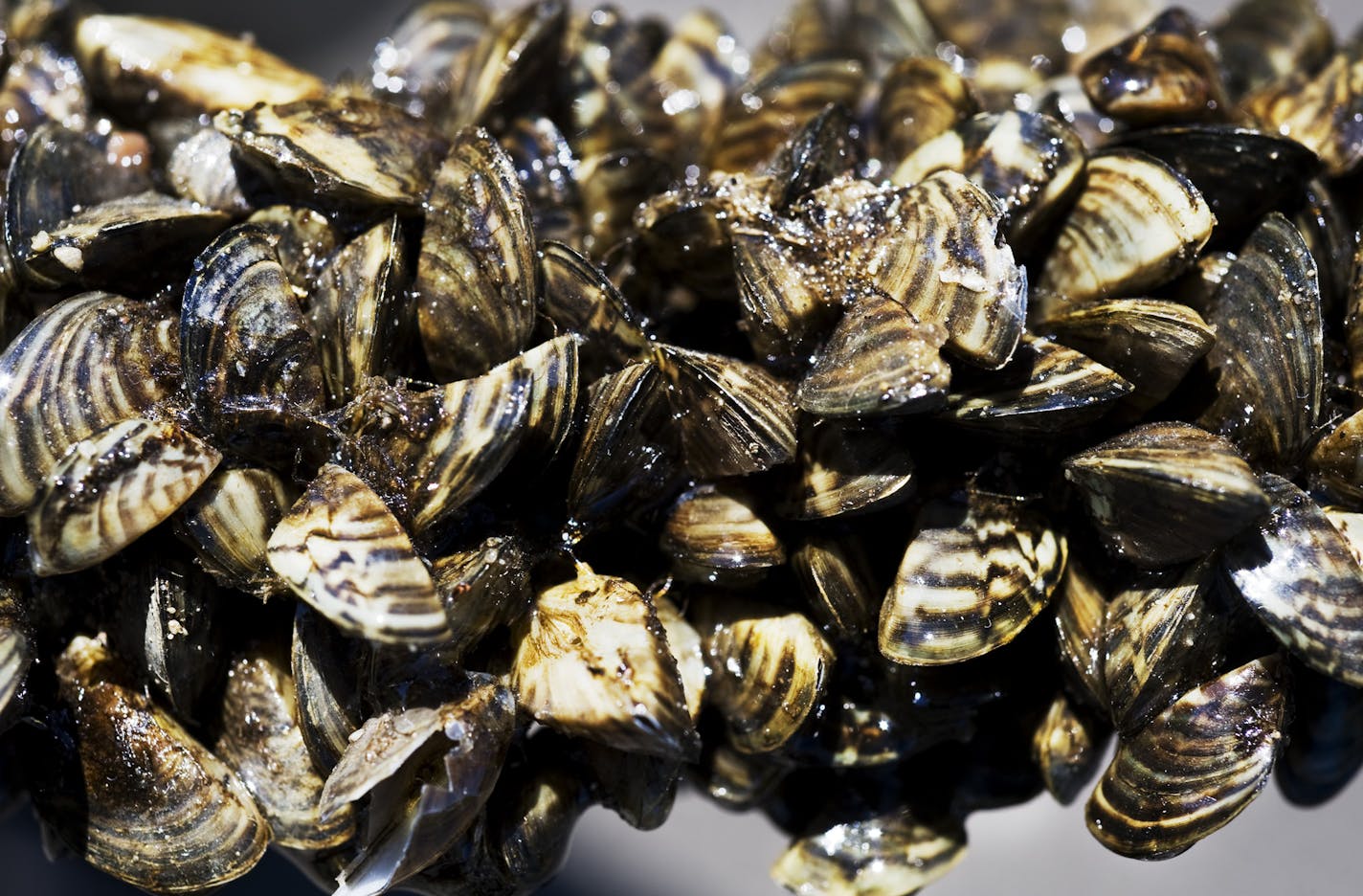 DAVID BREWSTER &#xef; dbrewster@startribune.com Thursday 07/01/10 Wayzata DNR officials will be inspecting boats entering and leaving Lake Minnetonka and will also demonstrate the proper way to clean and drain boats to prevent the movement of invasive species. IN THIS PHOTO: ] DNR officials showed this example of zebra mussels clustered on a small tree branch that had fallen into Rice Lake near Brainard.