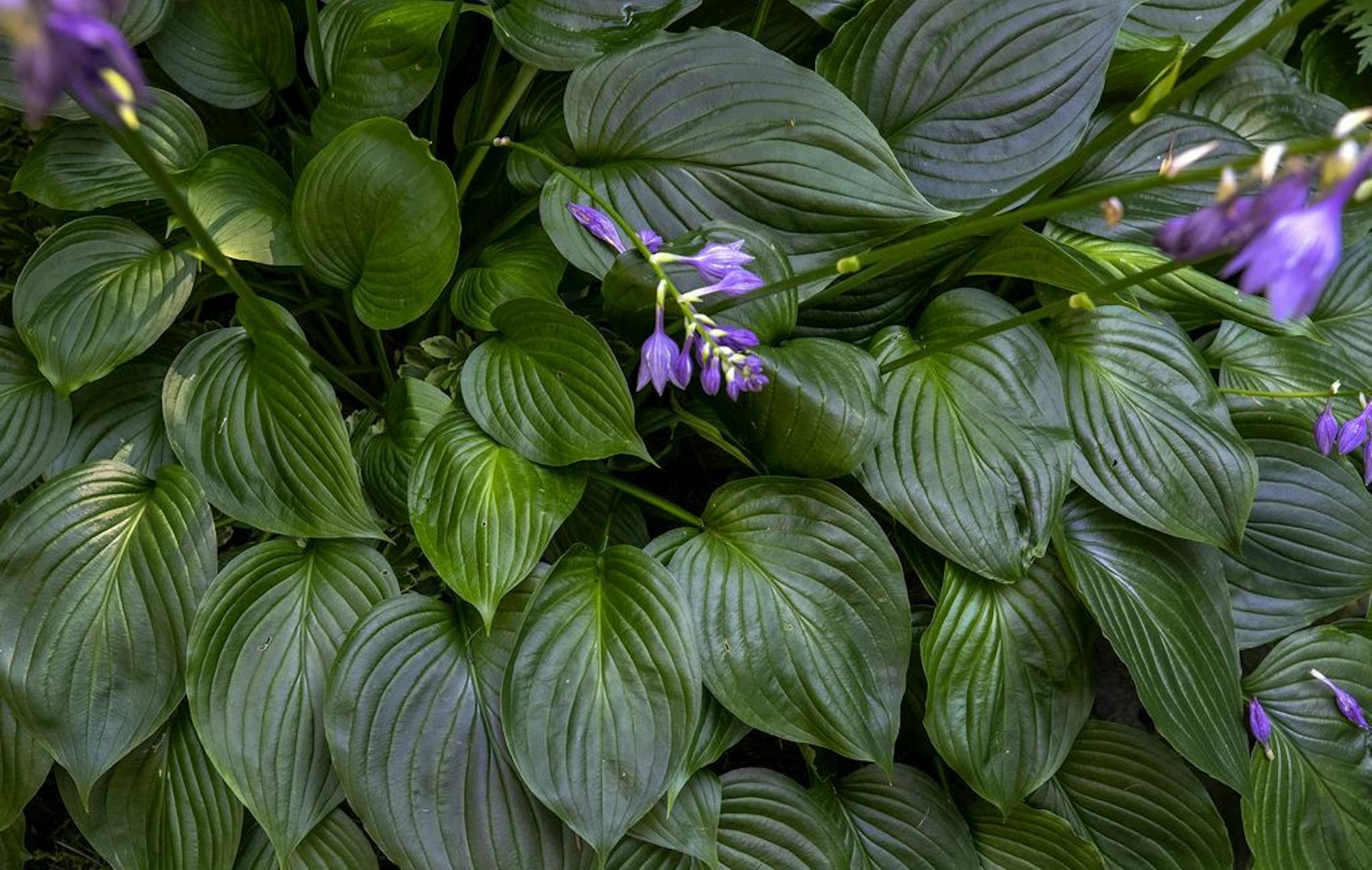 Hostas in the shaded garden.