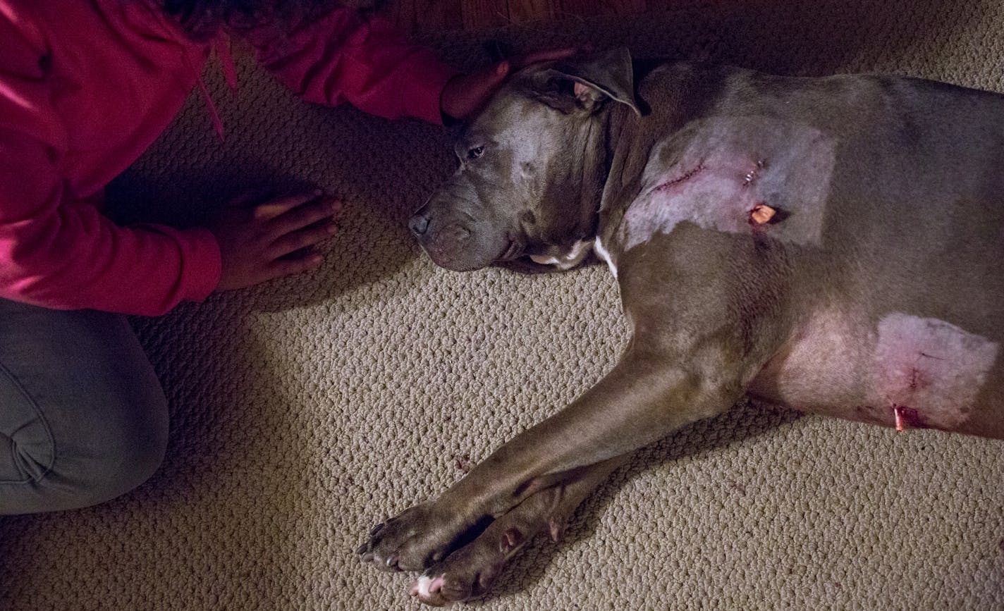 Vanessa Edwards, 13, pets Rocco after he returned home from surgery on his gunshot wounds. Edwards witnessed the shooting of her dogs from the upstairs window. ] COURTNEY PEDROZA &#x2022; courtney.pedroza@startribune.com Sunday, July 9, 2017; Jennifer LeMay's two dogs were shot and wounded by a Minneapolis cop; minneapolis home