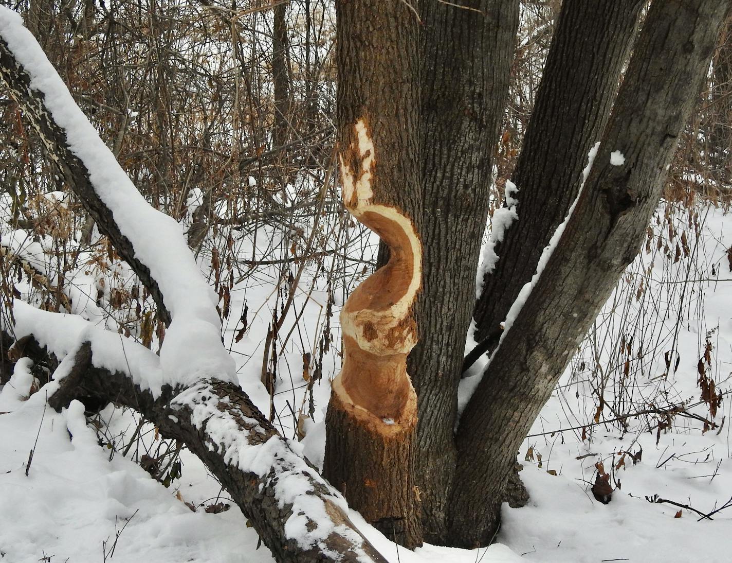 A tree shows a deep rounded cut made by a beaver above the base of the tree. A large downed branch next to the tree is covered with snow.