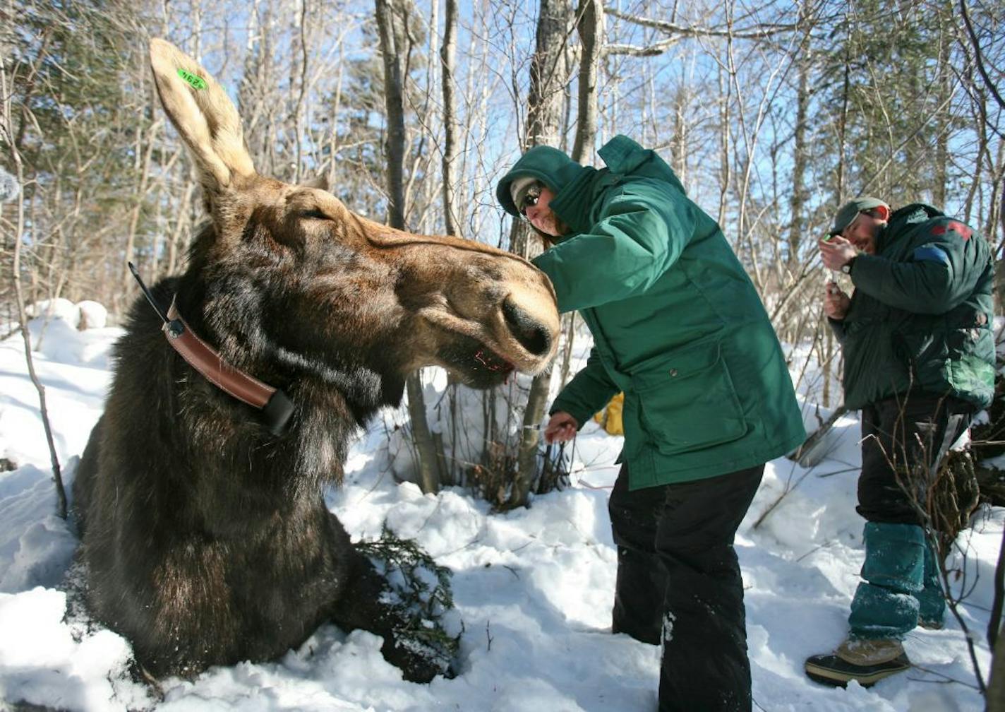 Minnesota Zoo veterinarian Tiffany Wolf, left, and research biologist Mark Keech work with an 800-pound cow moose, fitting her with a radio collar and taking samples that will help researchers study the cause of increased mortality in the northeastern Minnesota moose population.