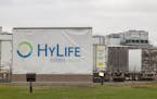 HyLife Foods employees makes their way to the second shift at the pork processing plant in Windom, Minn., on April 19, 2023.