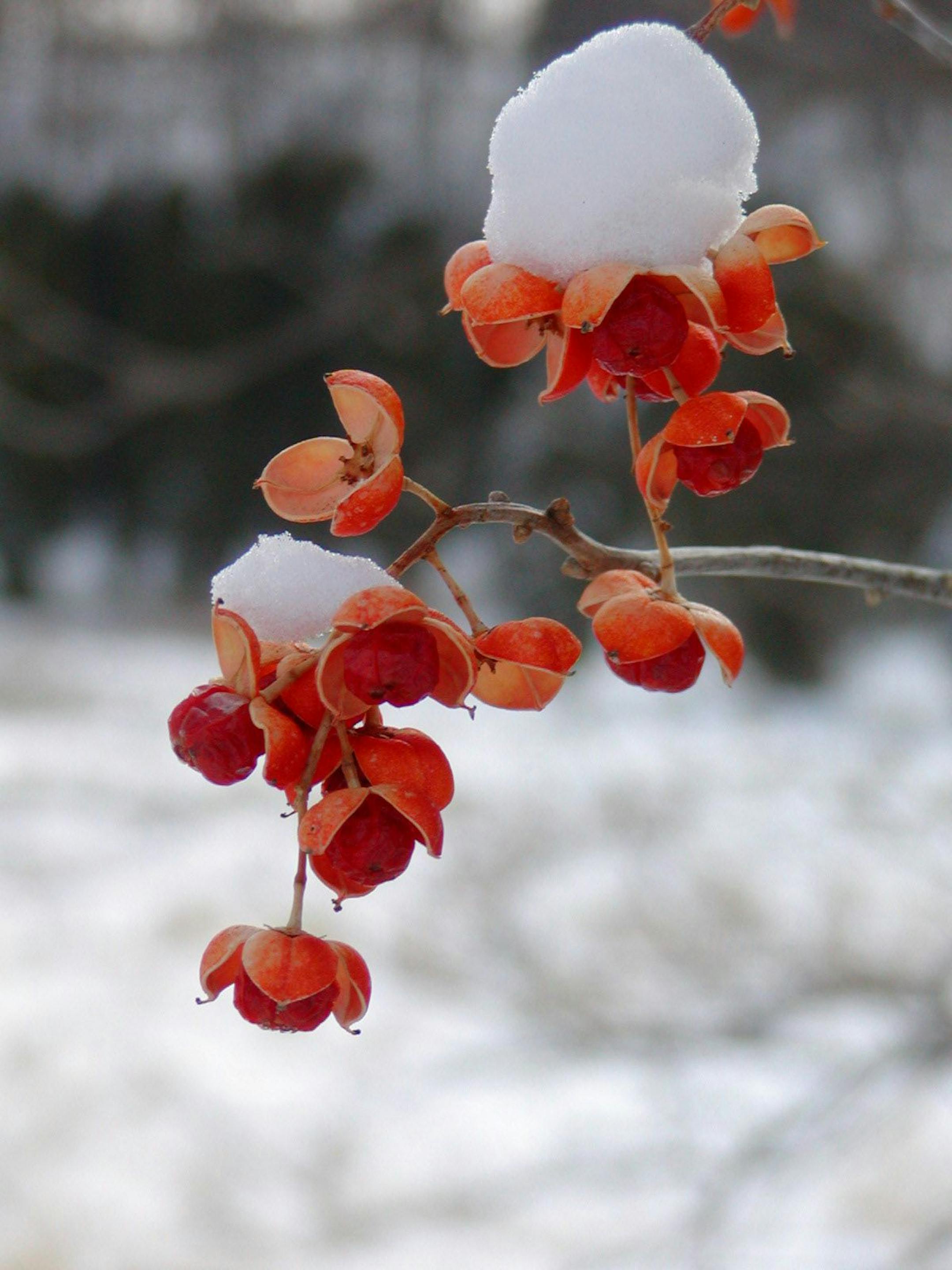 Shari Beranak Snowberries at the Arb