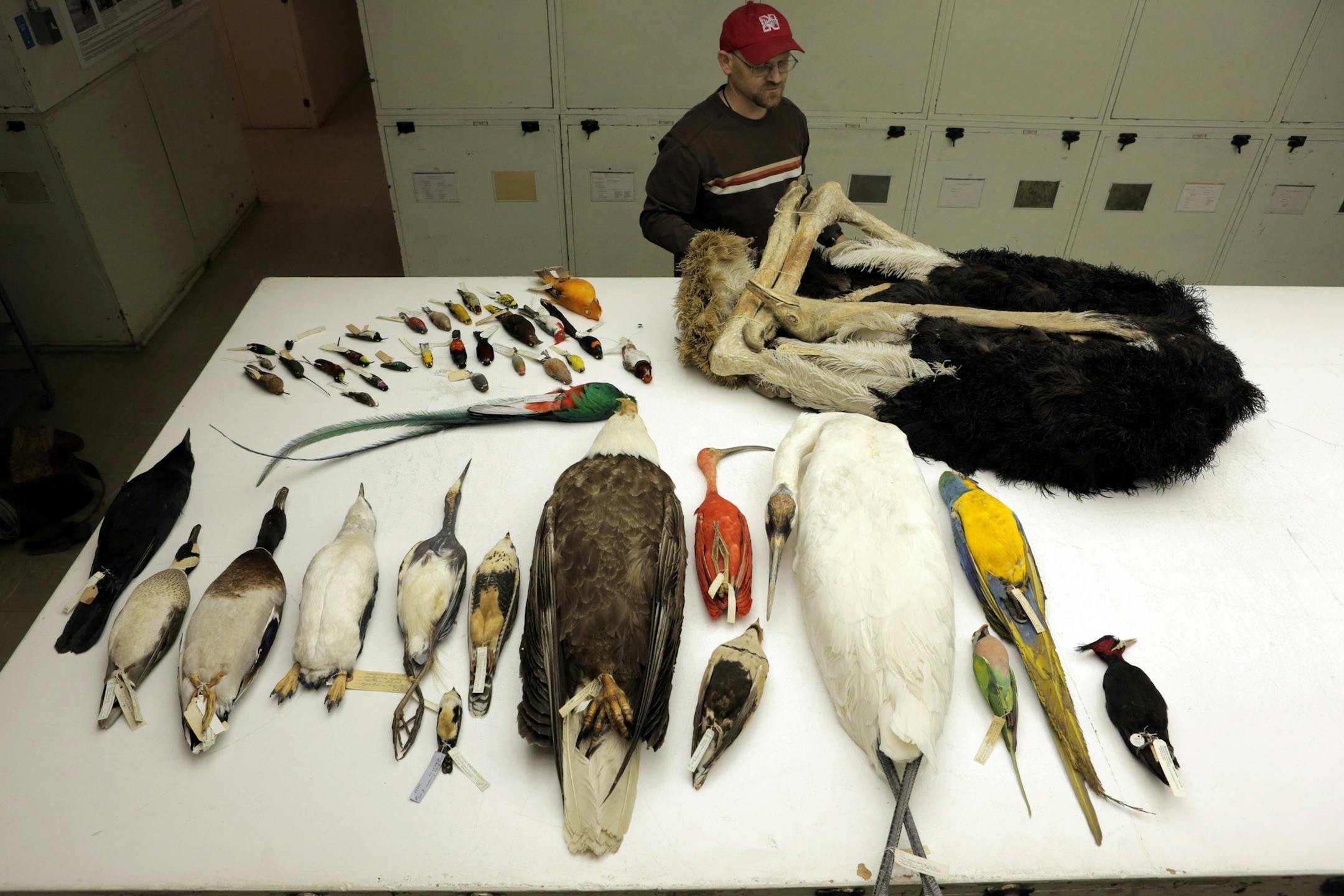 This undated photo provided by AAAS via the journal Science shows some of the diverse bird species at the National Museum of Natural History in Washington that were analyzed for a new study. In a series of papers released Thursday, Dec. 11, 2014, by the journal Science, scientists produced a new family tree for nearly all species of birds alive today, drawing on a massive DNA analysis to gain insights into evolutionary history. (AP Photo/AAAS, Carla Schaffer)