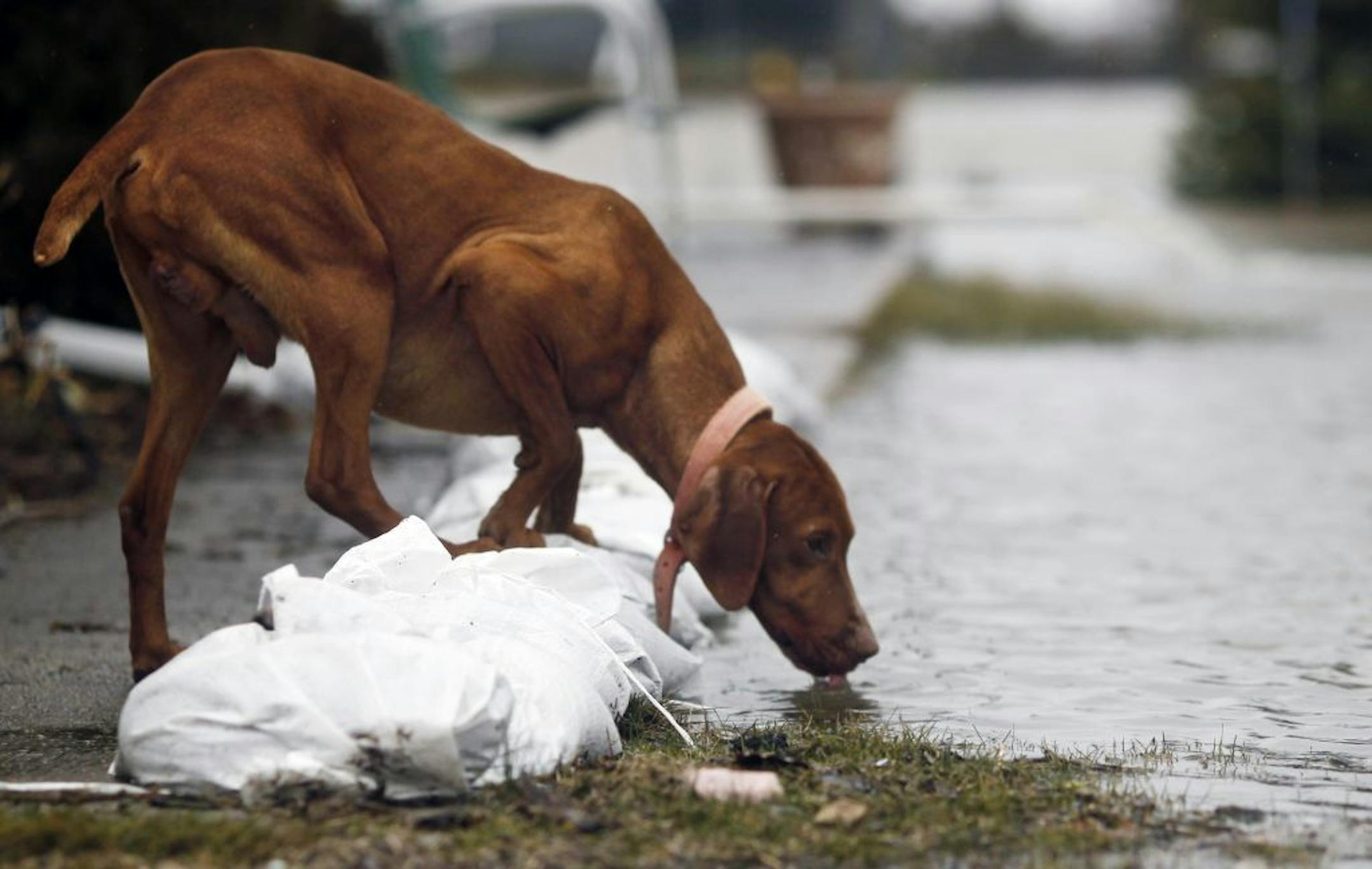 In the neighborhood on County Road 17, one of Larry Francis' dogs get a drink of the flood water.