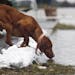 In the neighborhood on County Road 17, one of Larry Francis' dogs get a drink of the flood water.
