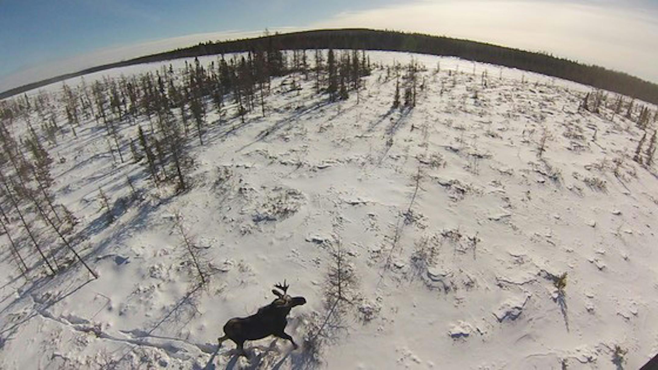 Moose survey  image from the Department of Natural Resources.