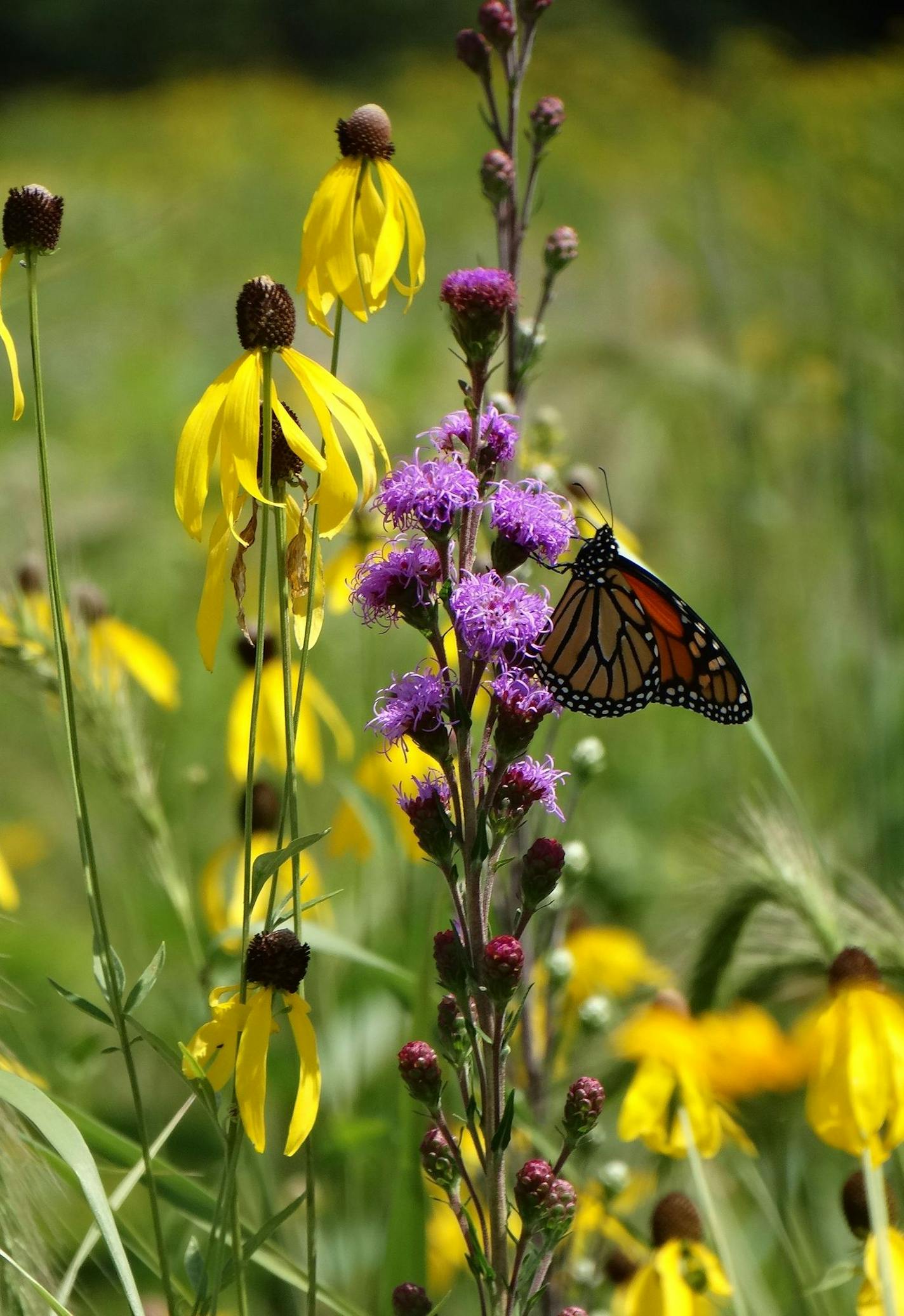 Author Alan Branhagen&#xed;s Top 10 Native Plants - Meadow Blazingstar.