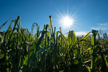 A cover crop of oats, peas and daikon radishes grew in a field last year after the vegetables were harvested at a farm in Shafer, Minn.