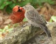 A cardinal fed a young brown-headed cowbird that hatched in its nest.