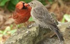 A cardinal fed a young brown-headed cowbird that hatched in its nest.