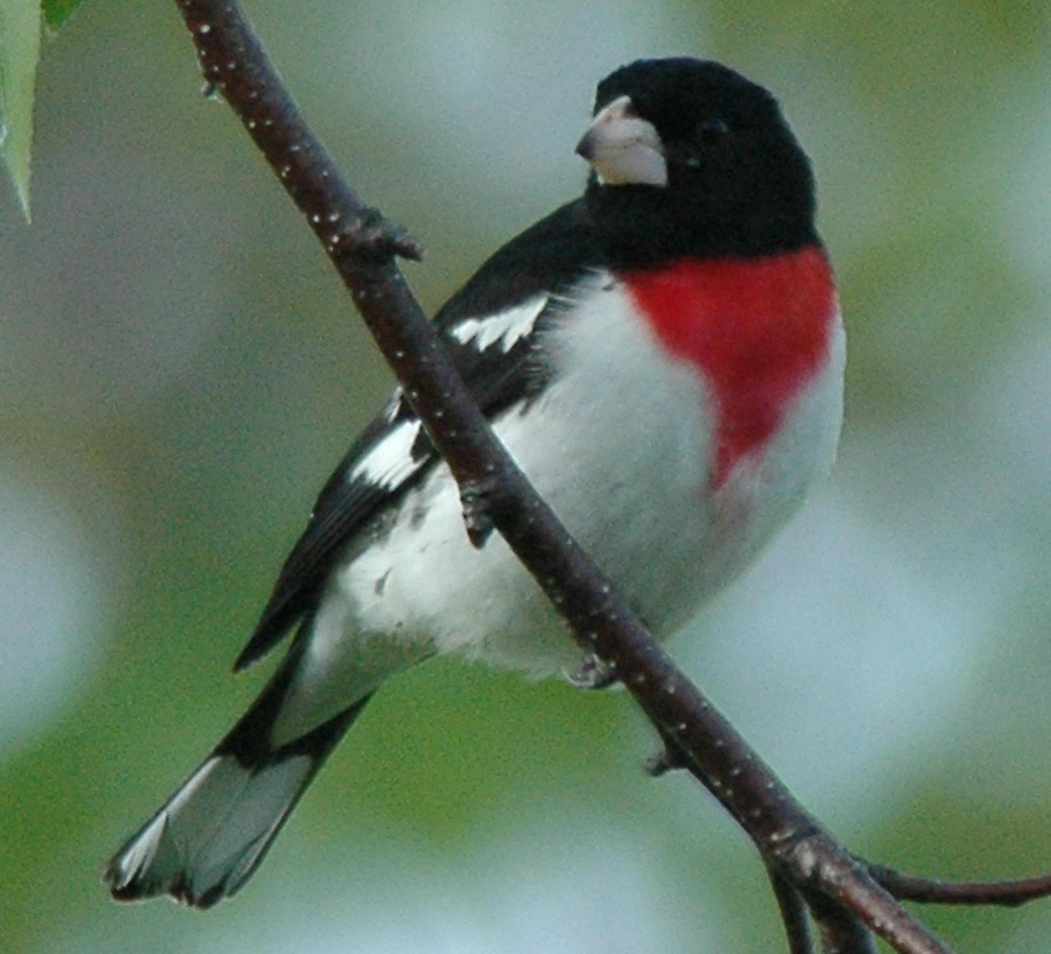 Rose-Breasted Grosbeak
Photo by Jim Williams