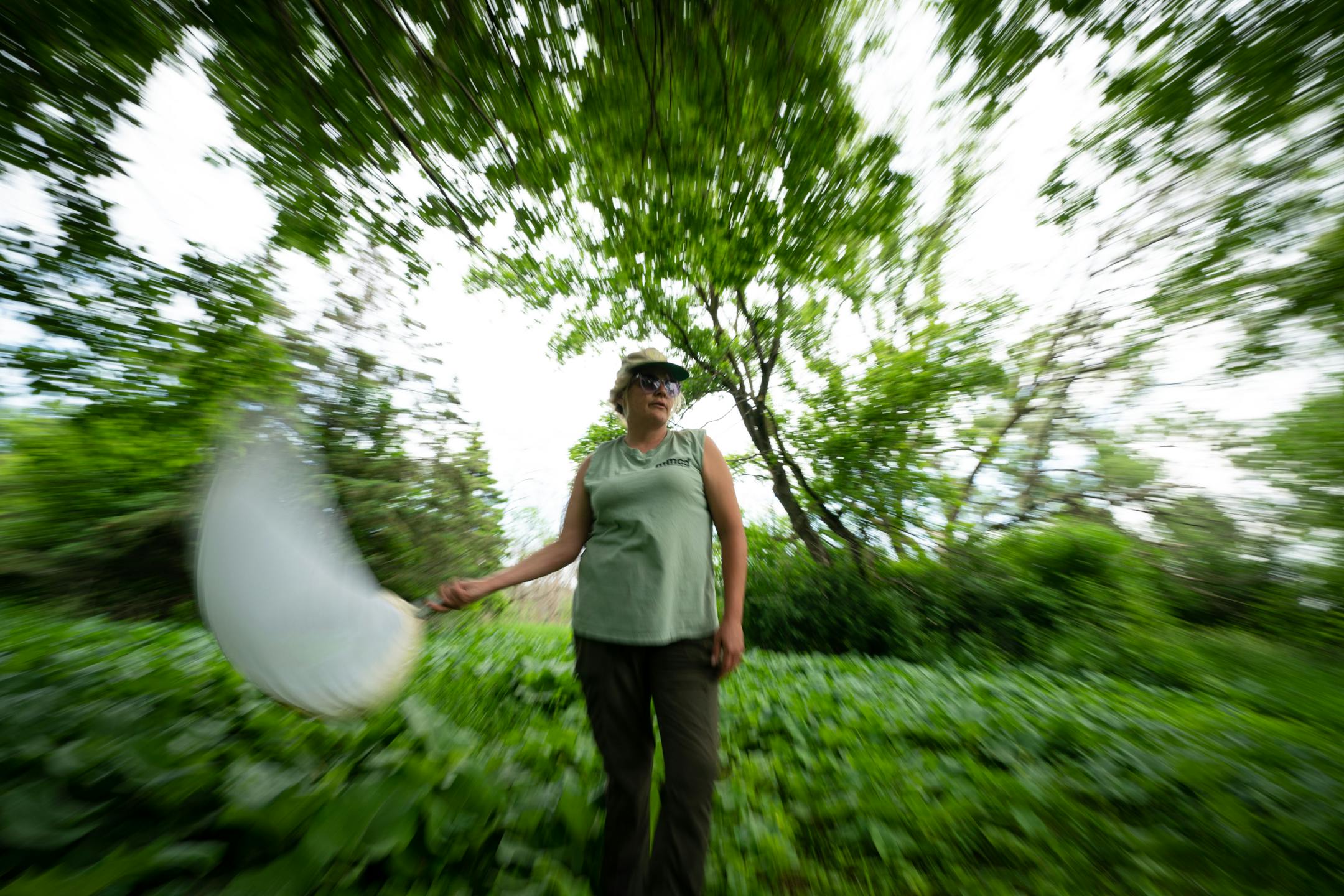 Field technician Gabriella Chacon gathered mosquitoes and other insects around Pomerleau Lake to check the level of infestation Friday in Plymouth.