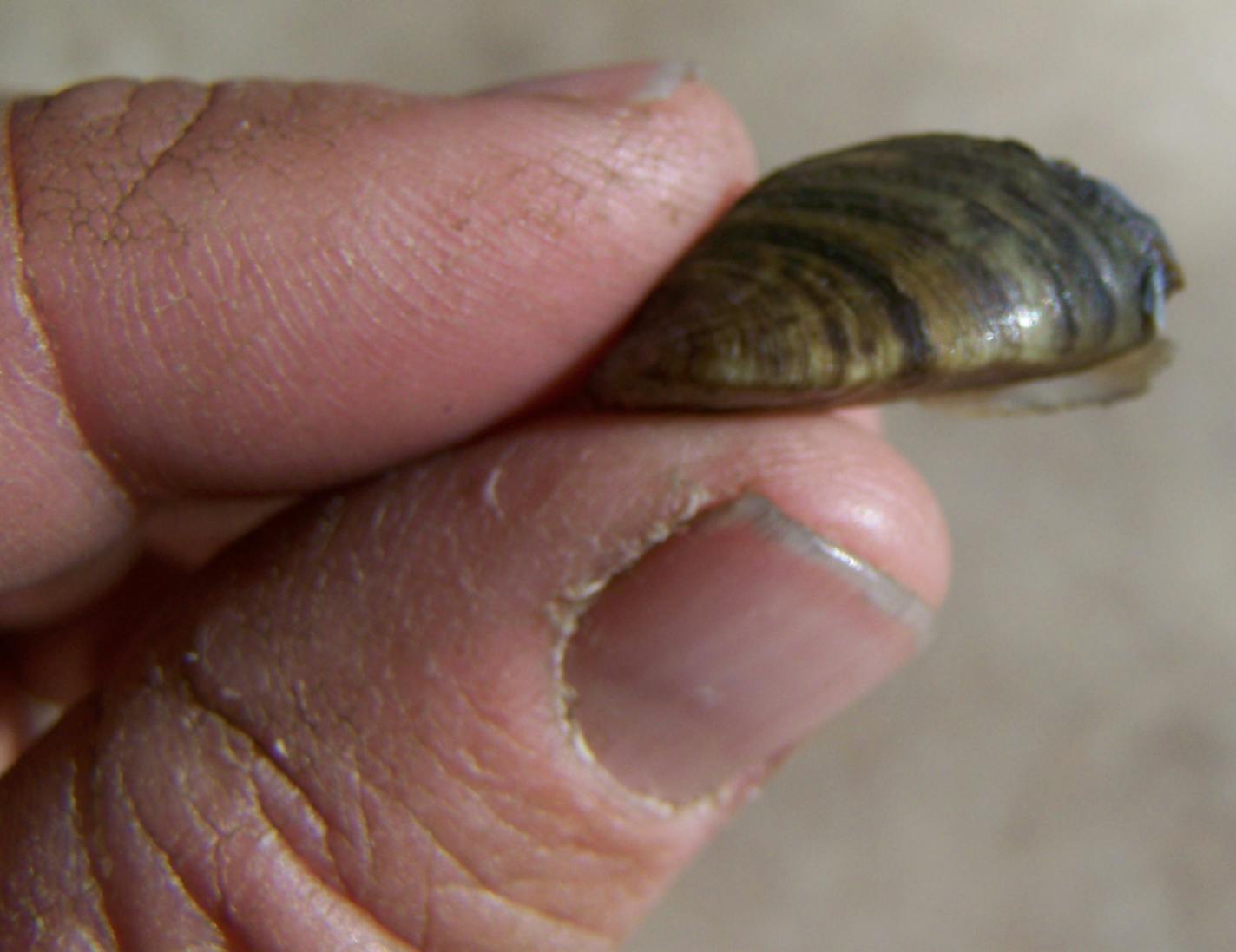 Zebra mussel found in Gull Lake.