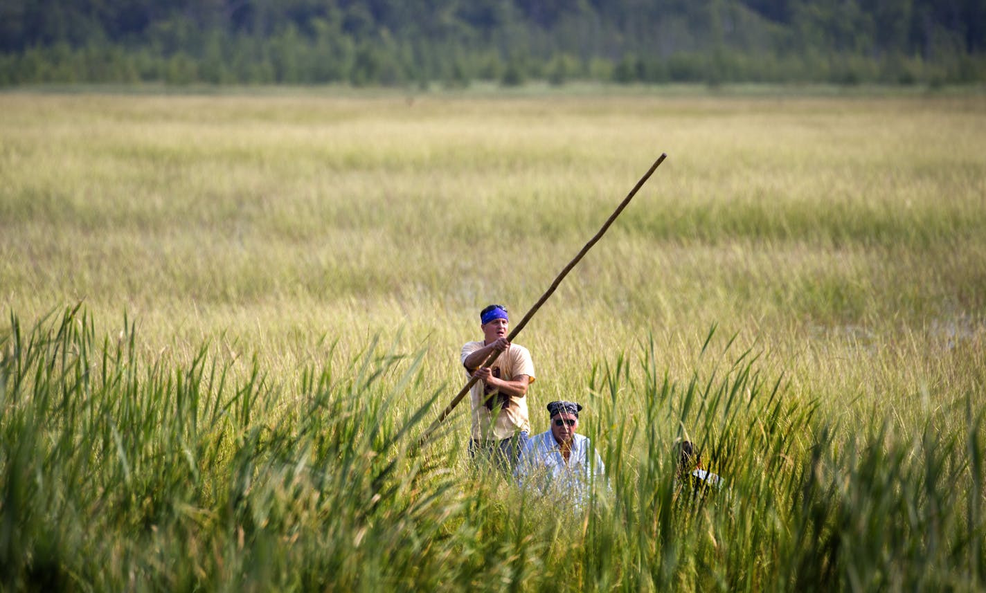 Todd Thompson and his father Leonard harvest wild rice on Hole In THe Day Lake south of Nisswa Thursday morning. ] The Minnesota Department of Natural Resources defused a confrontation with Indian treaty rights activists Thursday by issuing a special permit to Chippewa band members who launched a wild rice harvest on Hole-in-the-Day Lake without DNR licensing. Brian.Peterson@startribune.com Nisswa, MN - 8/27/2015