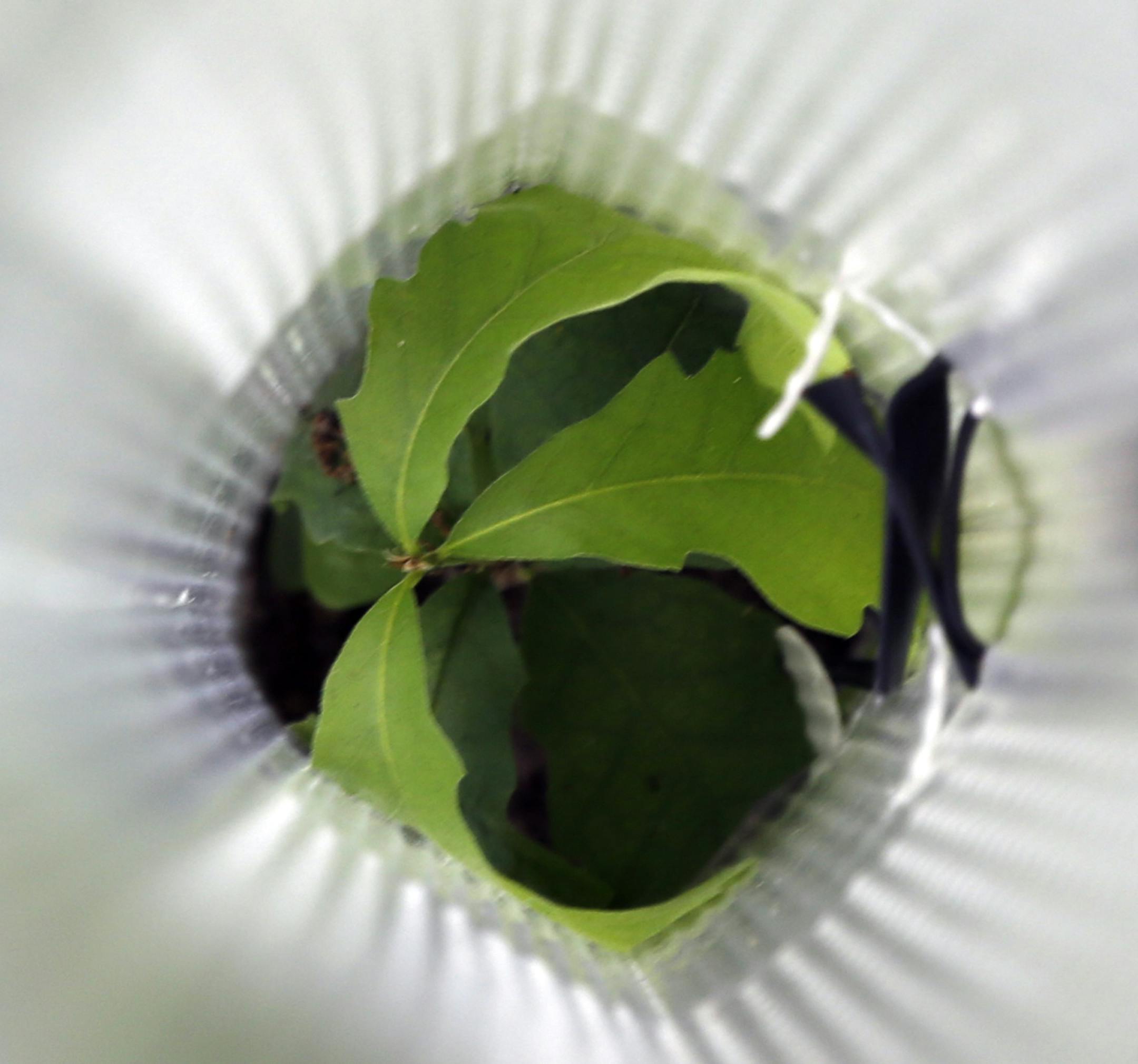 This bur oak planted in June in St. Paul’s Newell Park demonstrates the technology that Minneapolis will try this fall.