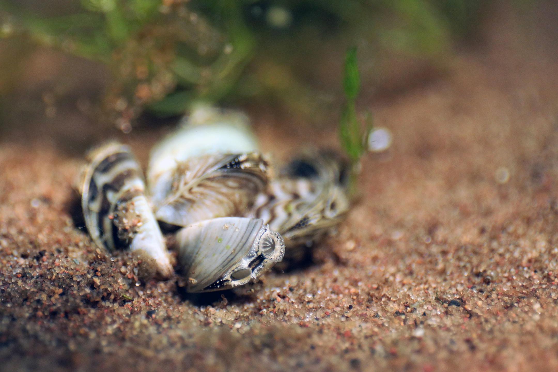 A cluster of zebra mussels is pictured in a Minnesota lake.