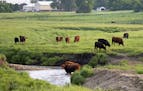 Livestock graze along the Chanarambie Creek in the city limits of Egerton. ] In the small town of Edgerton where a shallow aquifer readily absorbs lea