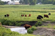 Livestock graze along the Chanarambie Creek in the city limits of Egerton. ] In the small town of Edgerton where a shallow aquifer readily absorbs lea