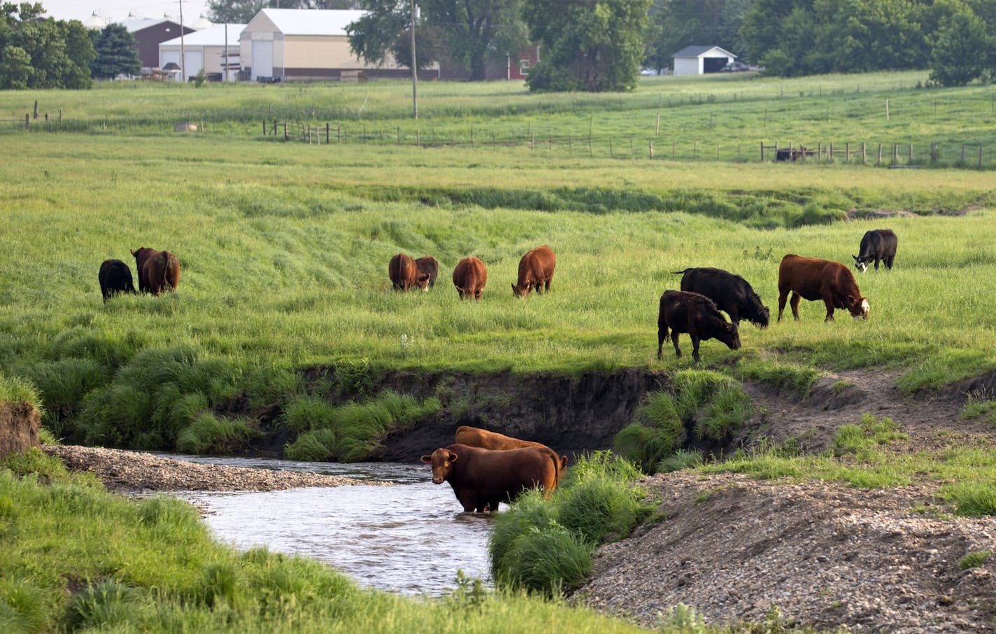 Livestock graze along the Chanarambie Creek in the city limits of Egerton. ] In the small town of Edgerton where a shallow aquifer readily absorbs leaching farm chemicals, residents pay extra every month for special treatment to make their water safe to drink. The nitrate-removal system -- now woven into the infrastructure of this heavily Dutch settlement - reflects the dilemma that a number of communities are having across Minnesota farm country. Corn and soybean fields pump money into local ec