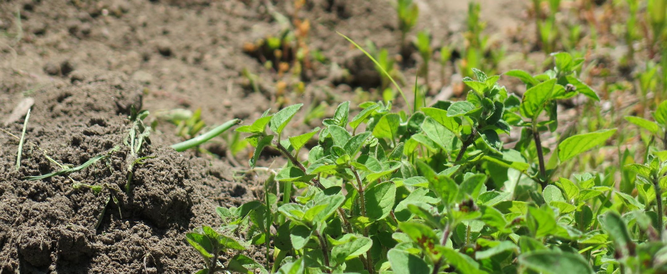 A surviving oregano plant in the Birchwood Gardens in St. Louis Park on Tuesday, June 6. Community members are expected to return to the garden this weekend.