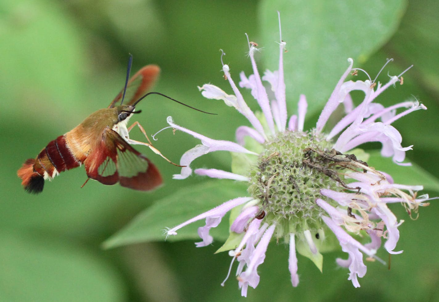 Clearwing moths search for nectar in native plants in back-yard landscapes. credit: Donald Severson