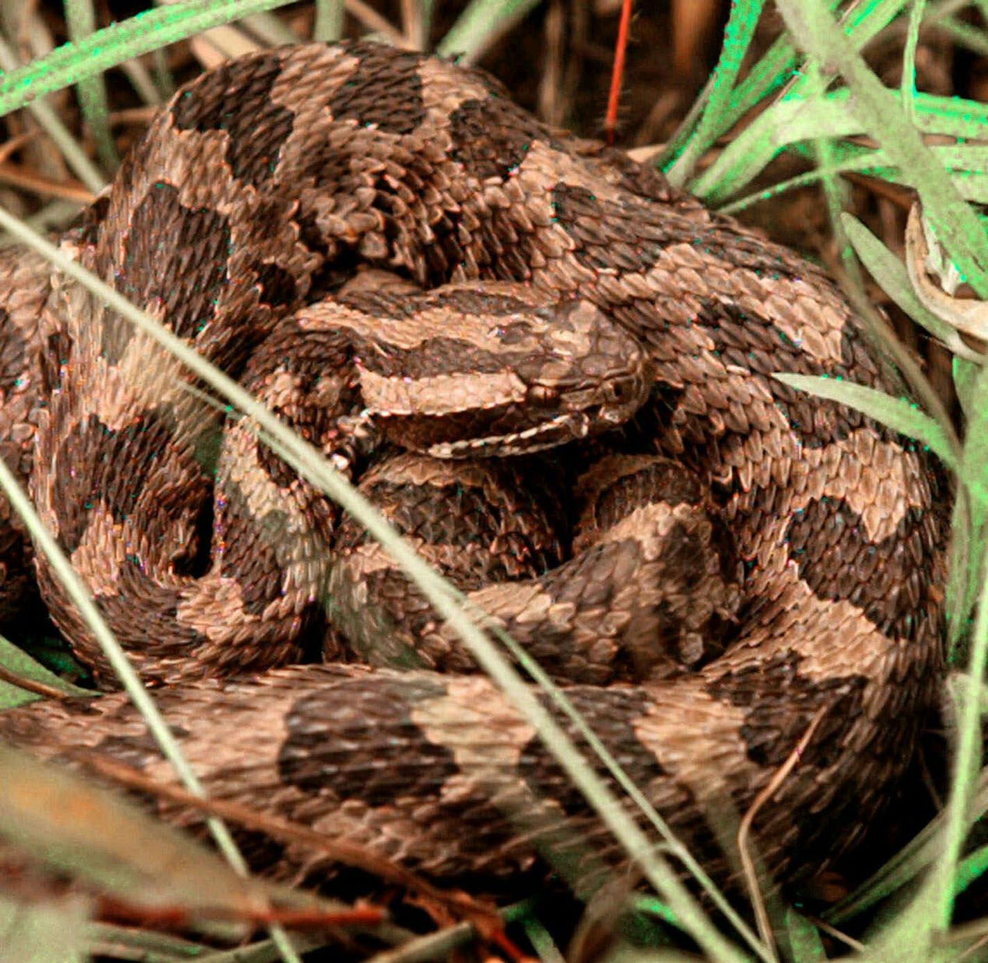 An Eastern massasauga rattlesnake waits curled up in the tall grass at Carlyle Lake, June 5, 2000, in Carlyle, Ill. New cabins could go up as early as next summer along a stretch of Carlyle Lake that is home to the rare Eastern massasauga rattlesnake, whose numbers are dwindling in the state. The U.S. Fish and Wildlife Service, which is charged with protecting the massasauga, and the Illinois Department of Natural Resources, which would like to develop the land about 40 miles east of St. Louis,