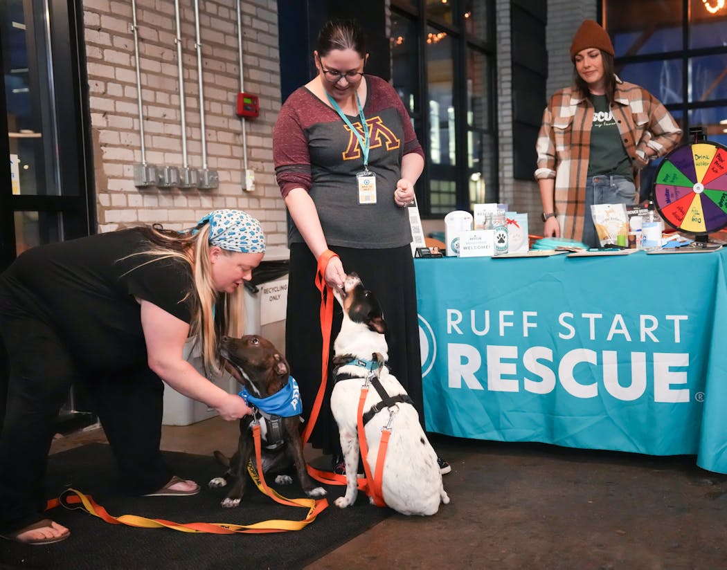 Ruff Start fosters Michelle Gregoire with Susie and Jenn Fisher with Ricky Riccardo got their foster dogs ready for the fundraiser. Behind them on the right is volunteer Alyssa Zimmerle.