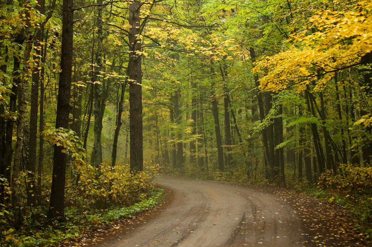 Northern Minnesota is the first to turn each fall and the mix of colors make for a spectacular show. The aspen, pine, maple and birch create a kaleidoscope of color that attract leaf watchers to travel backroads and fill hotel rooms and campgrounds on the north shore.