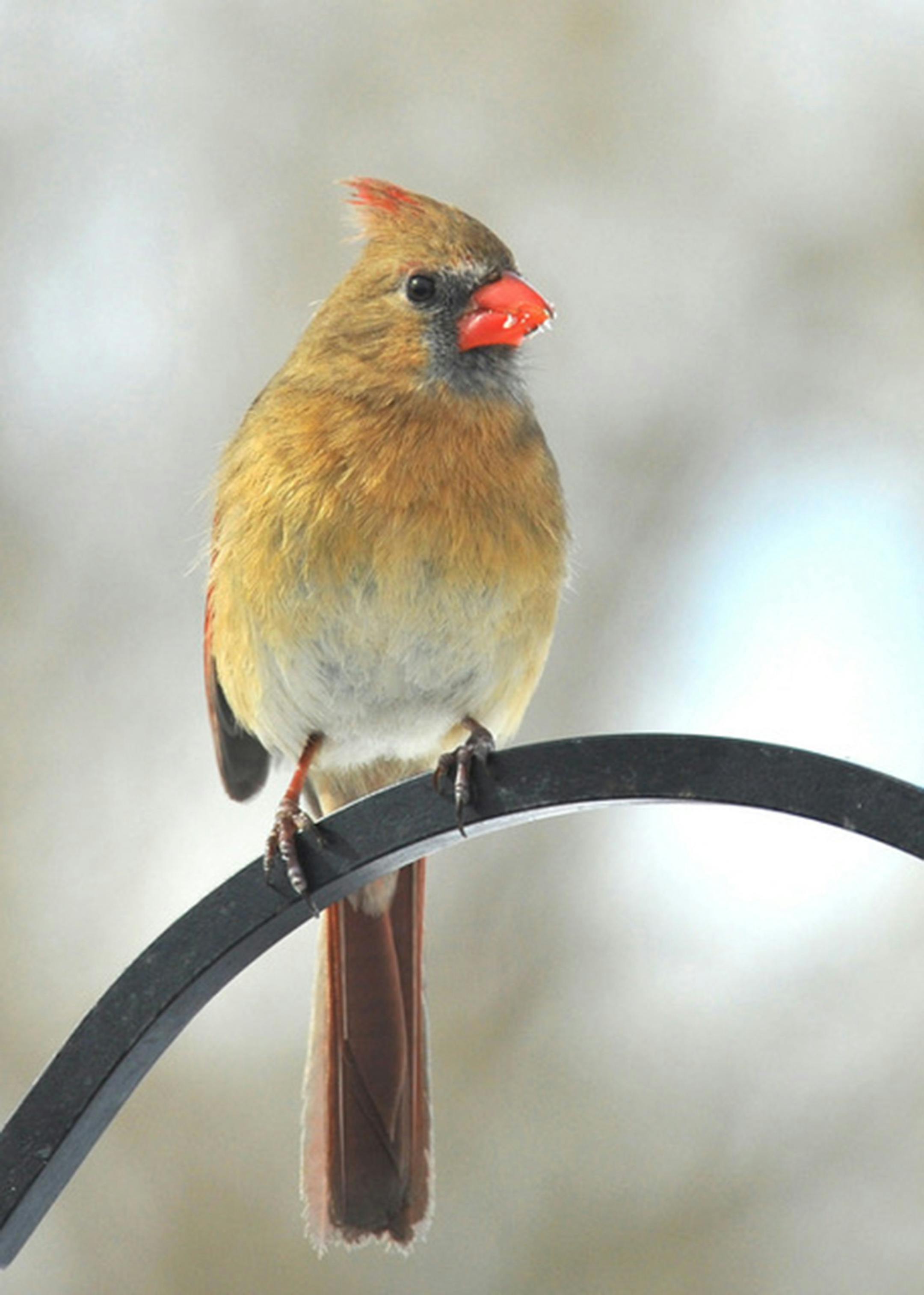 A female Northern cardinal perched on a curved metal pole.