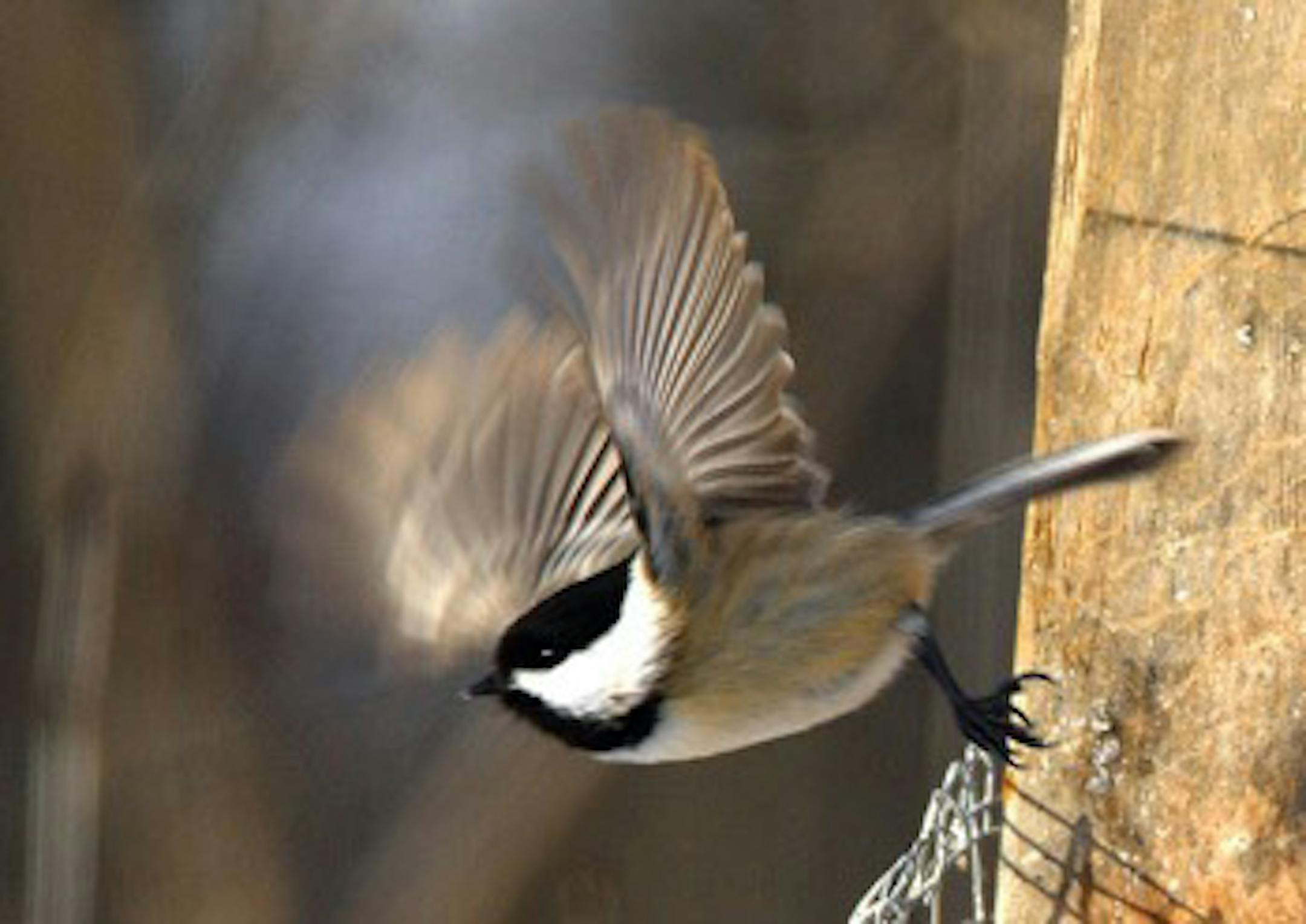 2. Chickadees launch themselves with abandon at new challenges many times a day. Jim Williams, Special to the Star Tribune