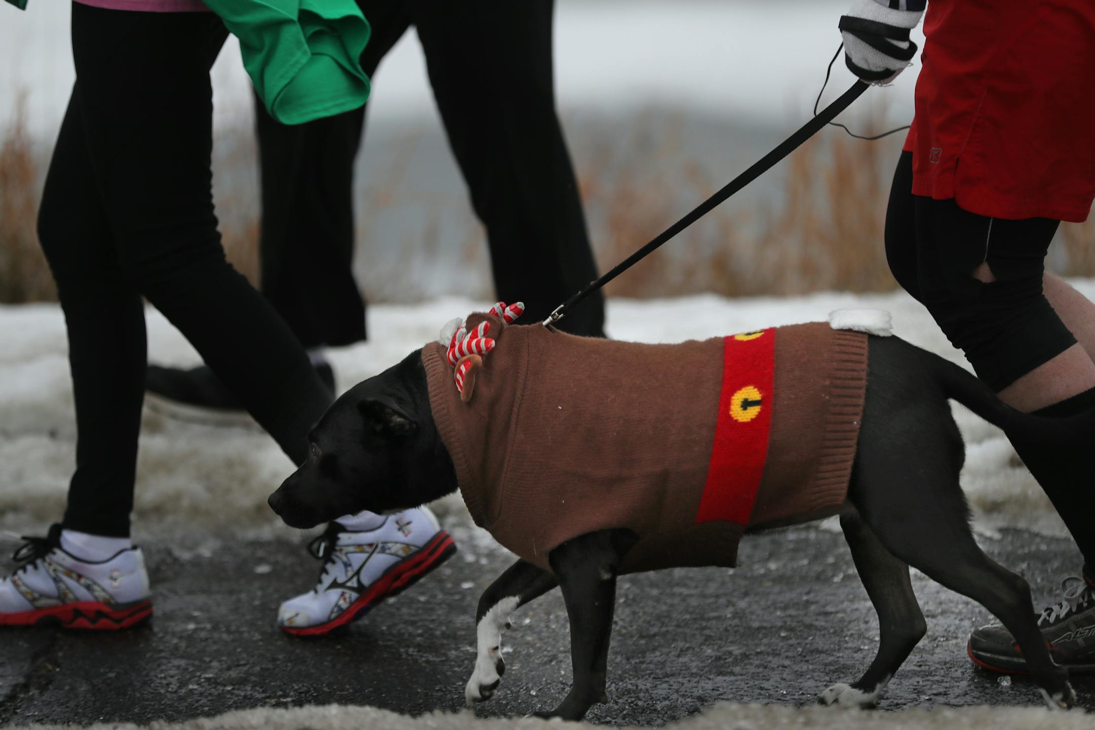 Martha did not appear thrilled about the run.]In Maple Grove, a timed 5k run or walk around Arbor Lakes in Maple Grove, MN on USATF certified 5k course with family & friends occurred under very icy conditions.]Richard Tsong-Taatarii/rtsong-taatarii@startribune.com