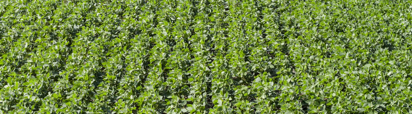 Bob Braun is one of 75 farmers growing Calyxt beans on his Minnesota farmland, above, which covers 17,000 acres. MUST CREDIT: Photo by Tim Gruber for The Washington Post