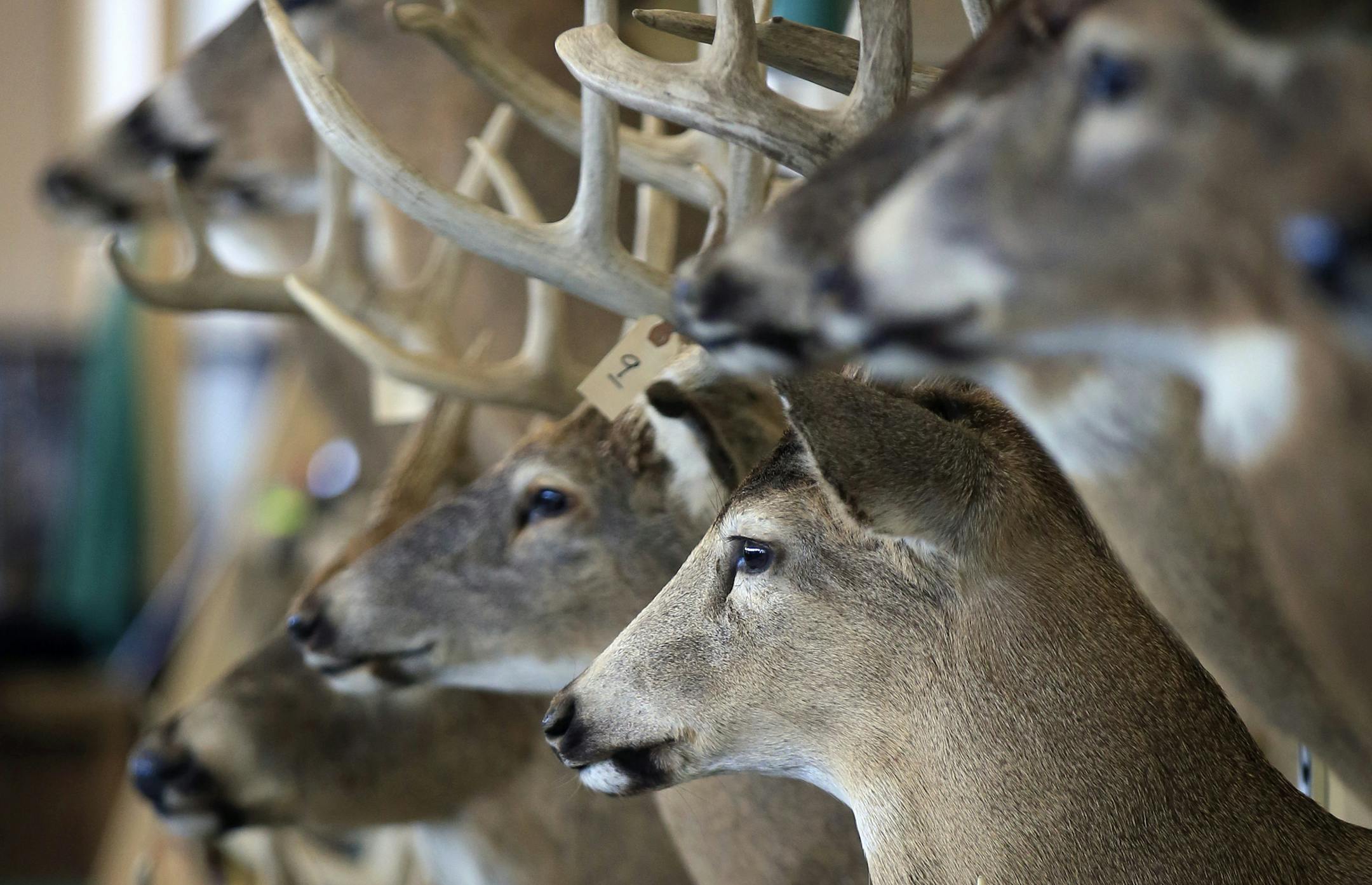 The iconic Minnesota Deer Classic has a new home! The National Sports Center is proud to have acquired the show from Hugh Price, the long-time owner of the Minnesota Deer Classic and move it to the NSC campus. The infamous DNR "Wall of Shame" trophy whitetail deer that were taken illegally in Minnesota. Including last years world record typiucal 8pt buck. (not in picture) ] Blain, MN - 03/07/2012 ORG XMIT: MIN1303081704423817 ORG XMIT: MIN1403071446222679