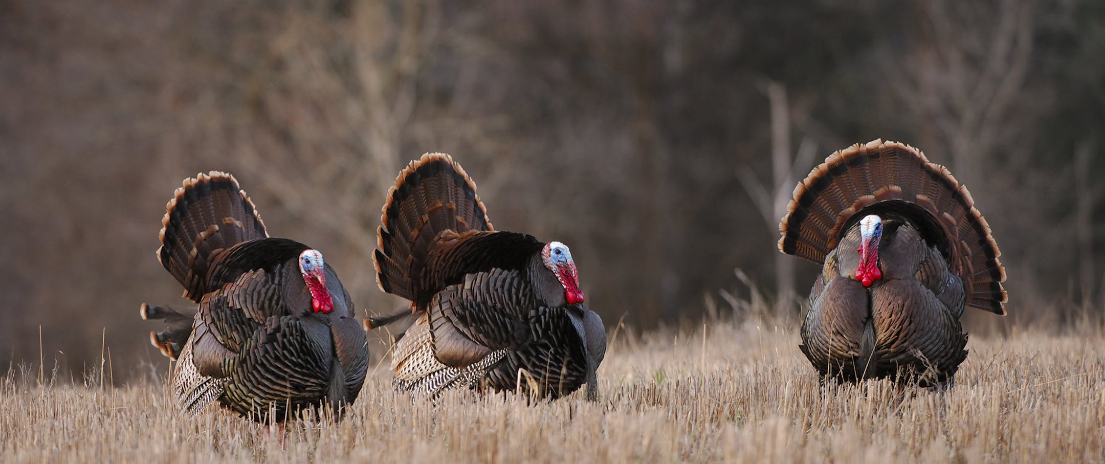 A strutting tom turkey is a sight to behold. His warty neck glows blood red, his face is sky blue, and the top of his head is snow white, The tomís iridescent feathers are ablaze with bronze, green, purple and copper. An old turkey hunter once said, ìwhen he gobbles, itíll raise the hair on your head so high your cap will fall off.î