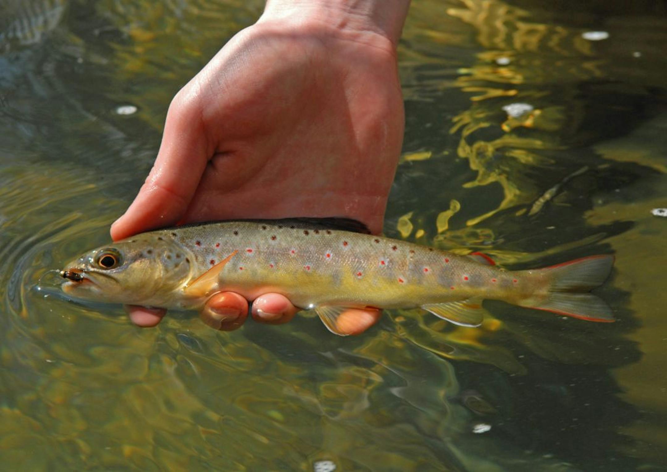 A brown trout caught in Hay Creek near Red Wing on Saturday.