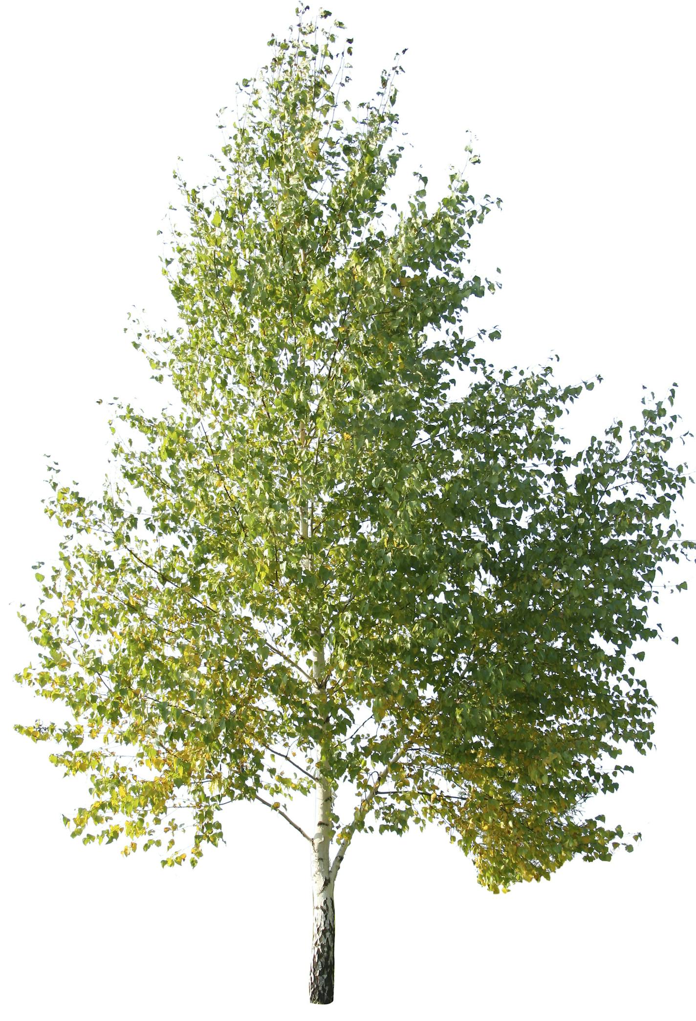 birch tree Istockphoto