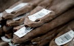 In this Jan. 7, 2020, photo, mink fur pelts wait to be graded at Saga Furs, one of only two other similar-sized fur auction houses in Stoughton, Wis.