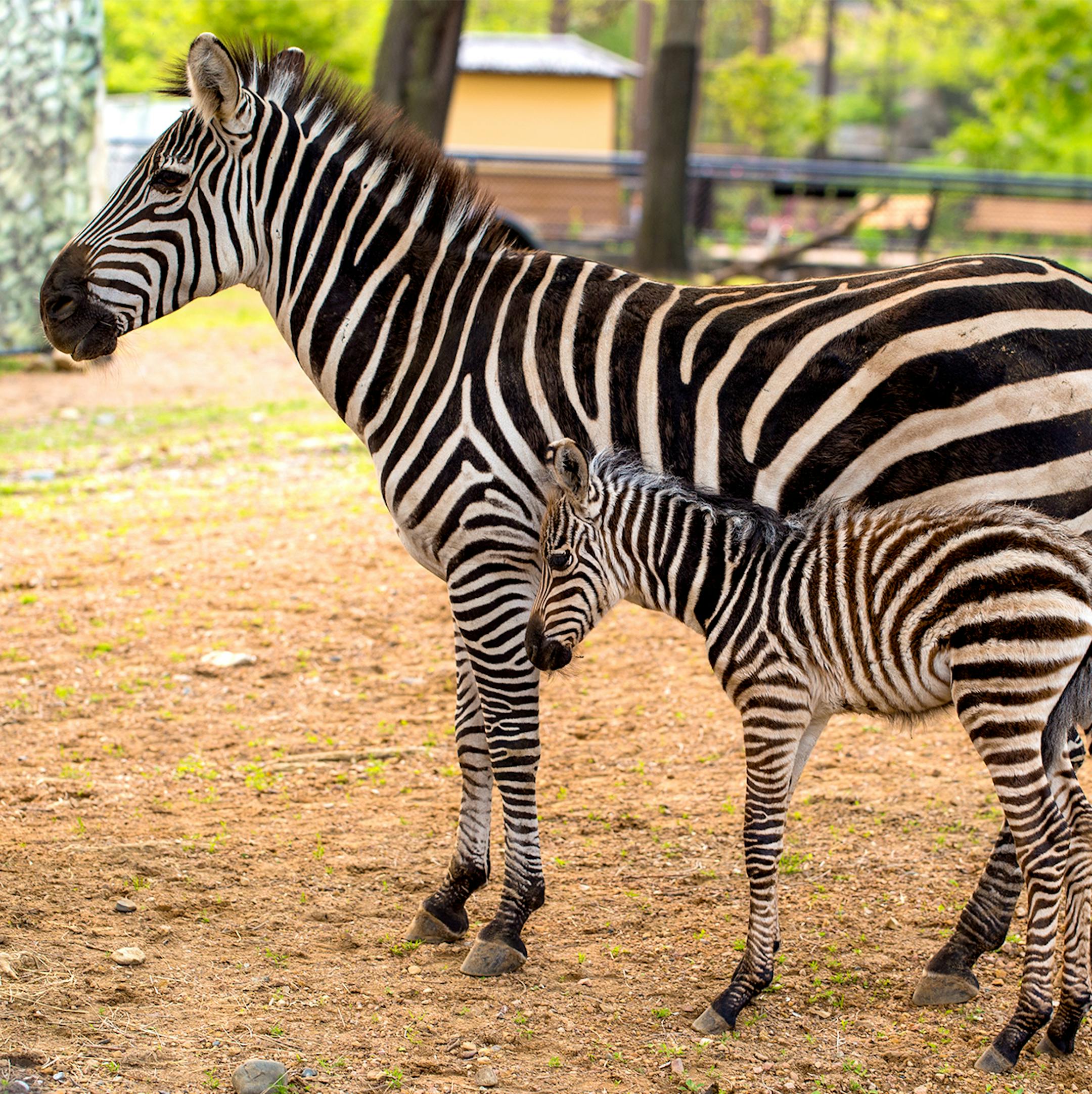 Friends of the Como Zoo photo: Como Zoo has a new attraction, a baby zebra born early Thursday. The as-yet-unnamed foal is shown with its mother, Minnie.